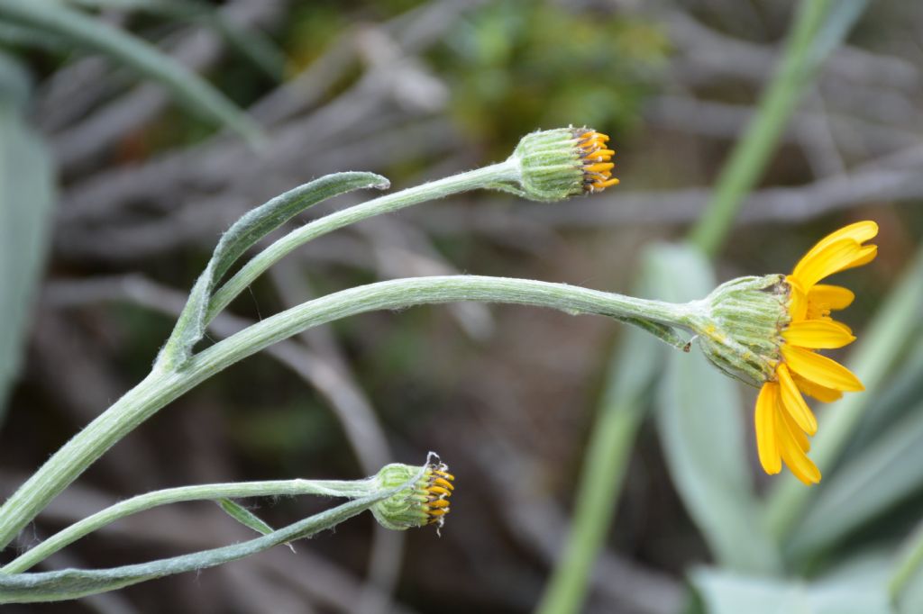 Senecio doronicum / Senecione mezzano